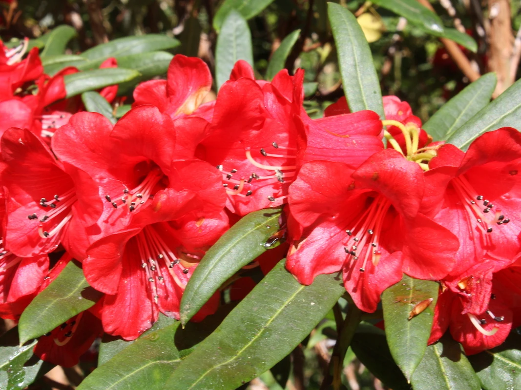 R. neriiflorum ssp. phaedropum